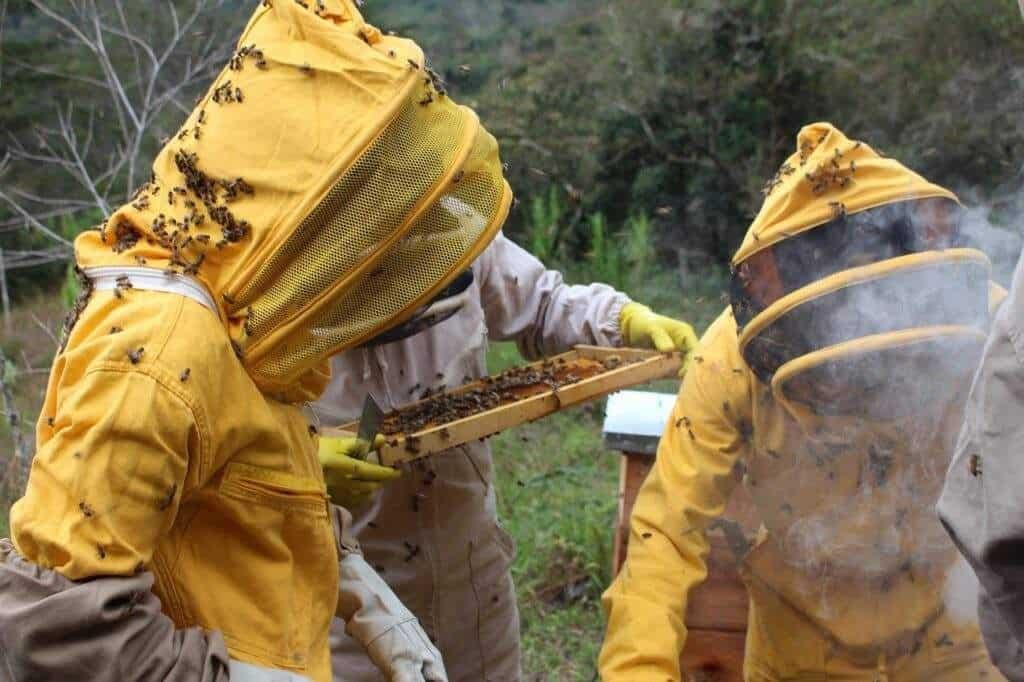 Beekeeping as a sustainable livelihood for tribal communities