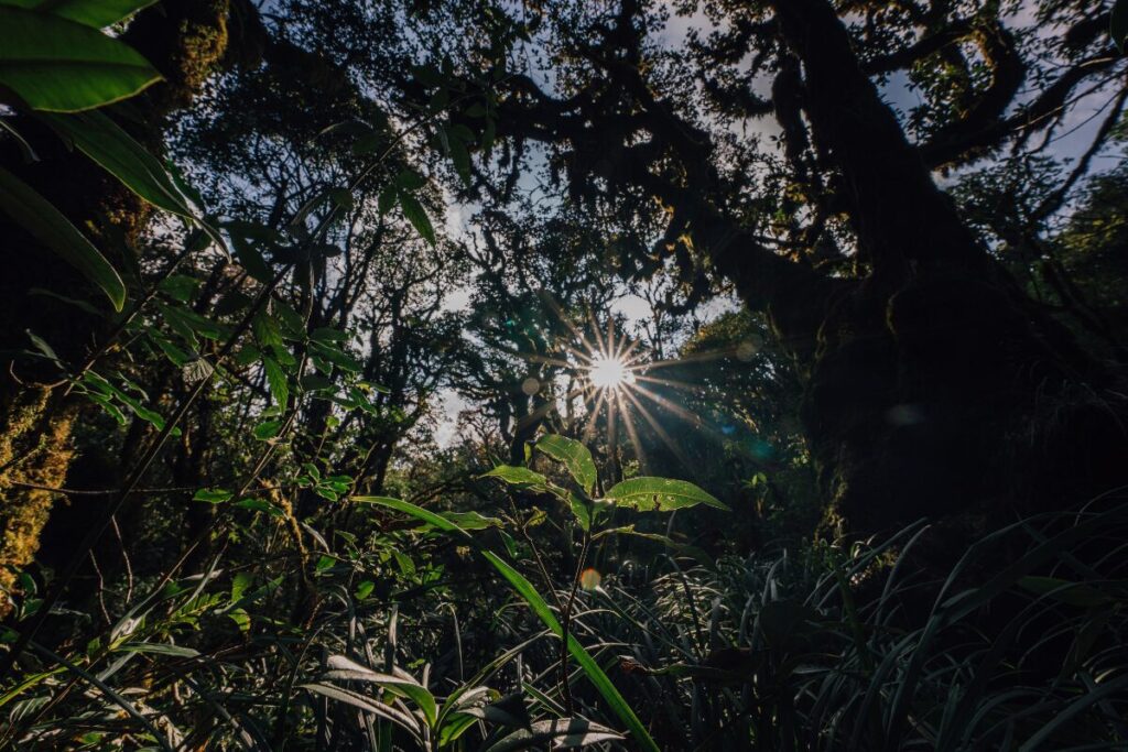 Different layers of plants growing together in a food forest and making efficient use of sunlight and space