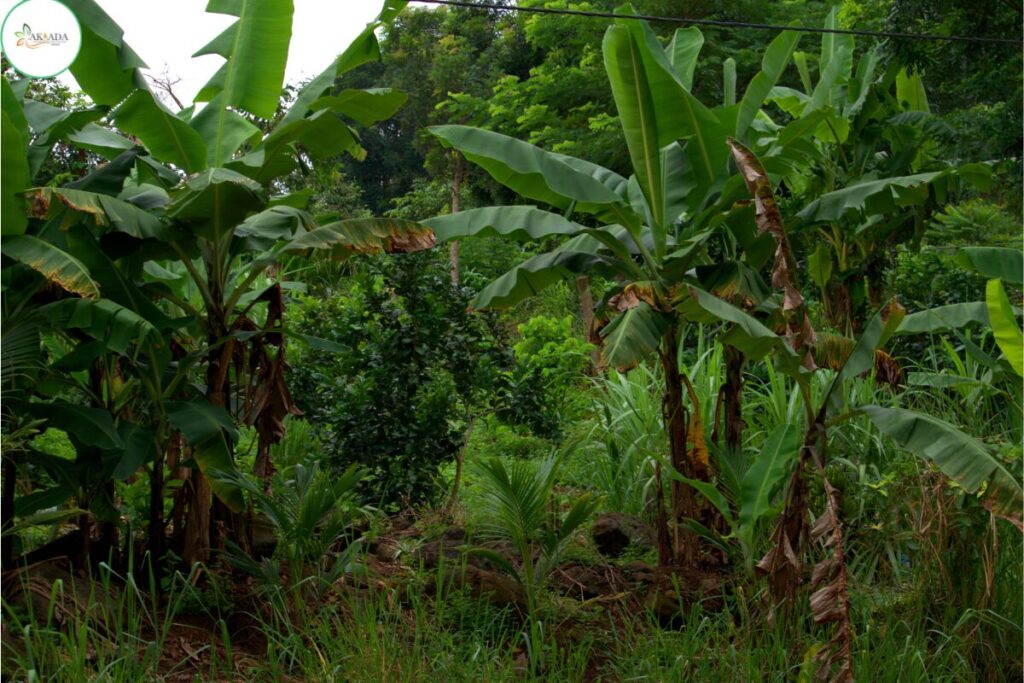 Fruit trees, vegetables, herbs and other edible plants growing together in a tropical food forest