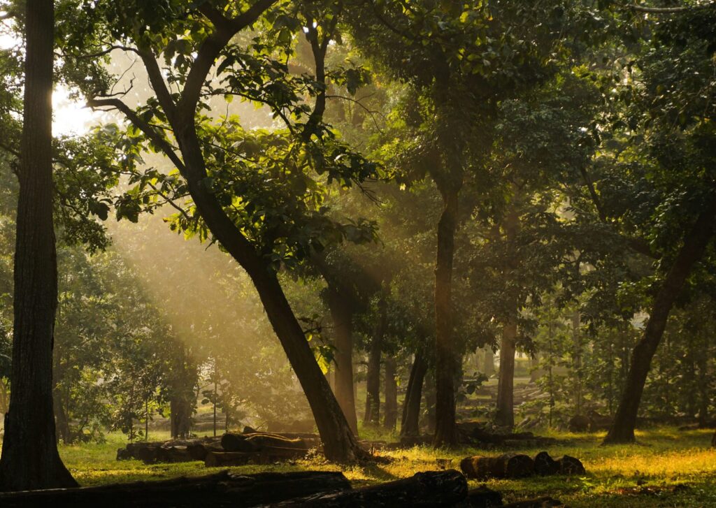 Dandeli